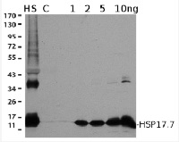 HSP17,7 | Cytosolic class II heat shock protein 17,7 in the group Antibodies Plant/Algal / Environmental Stress / Heat shock at Agrisera AB (Antibodies for research) (AS07 255)